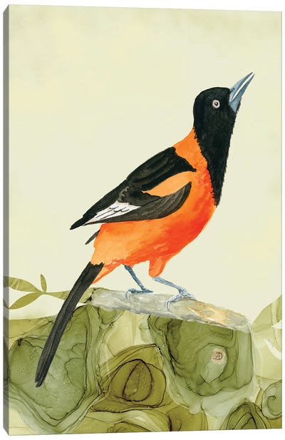 Campo Oriole - Tropical Bird Canvas Art Print - Andreea Dumez