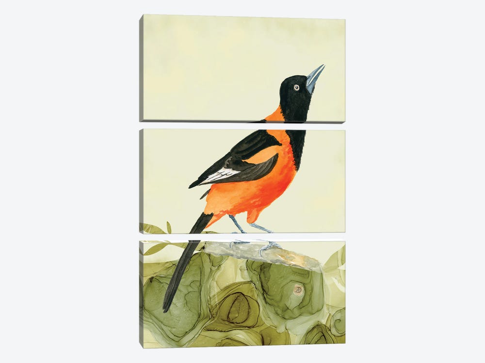 Campo Oriole - Tropical Bird by Andreea Dumez 3-piece Canvas Artwork