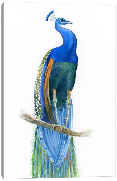 Peacock No3 Canvas Art Print - Andreea Dumez