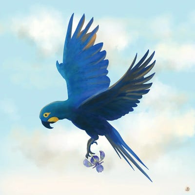blue macaw flying