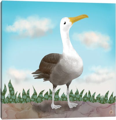 Galapagos Waved Albatross Canvas Art Print - Andreea Dumez