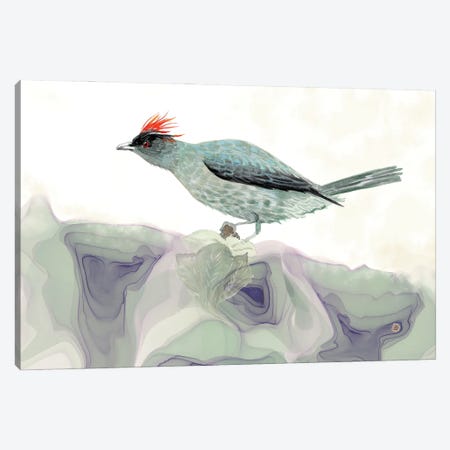 Red-Crested Cotinga - Tropical Bird Canvas Print #AEE96} by Andreea Dumez Canvas Wall Art