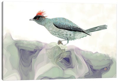 Red-Crested Cotinga - Tropical Bird Canvas Art Print - Andreea Dumez