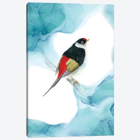 Pin-Tailed Manakin - Tropical Bird Canvas Print #AEE99} by Andreea Dumez Canvas Art Print
