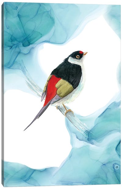 Pin-Tailed Manakin - Tropical Bird Canvas Art Print - Andreea Dumez