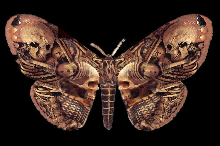 Sepulchre Moth