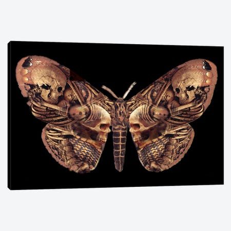 Sepulchre Moth Canvas Print #AEG28} by Alchemy England Canvas Artwork