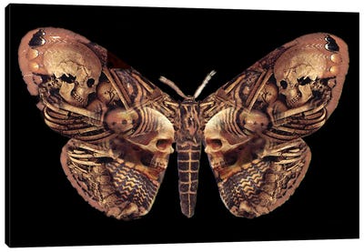Sepulchre Moth Canvas Art Print - Alchemy England