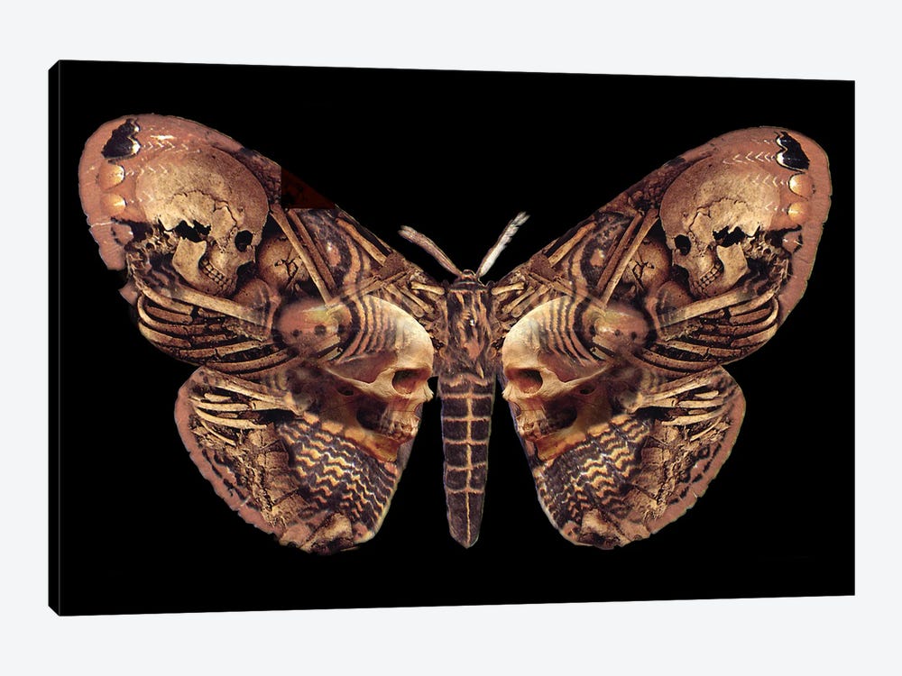 Sepulchre Moth by Alchemy England 1-piece Canvas Print