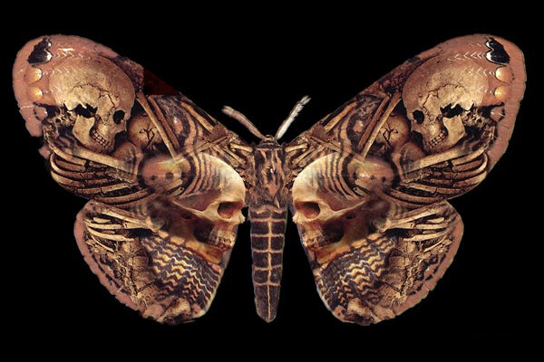 Moths: Sepulchre Moth by Alchemy England