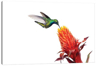 Black-Throated Mango Hummingbird Feeding On Flower Nectar, Argentina Canvas Art Print