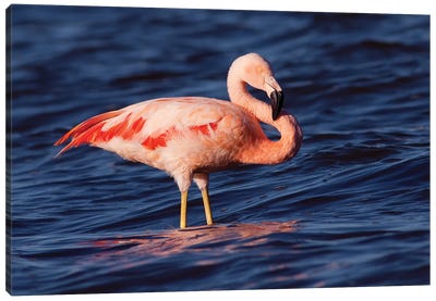 Chilean Flamingo, Pedro Luro, Argentina Canvas Art Print