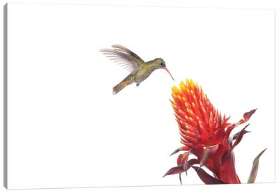 Gilded Hummingbird Feeding On Flower Nectar, Argentina Canvas Art Print
