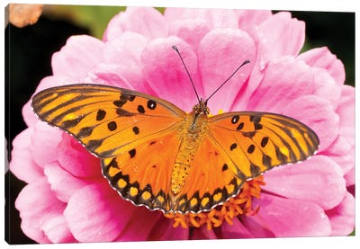 Gulf Fritillary Butterfly On Zinnia Flower, Bahia Blanca, Argentina Canvas Art Print