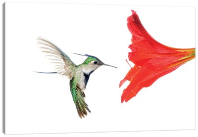 Plovercrest Hummingbird Feeding On Flower Nectar, Argentina Canvas Art Print