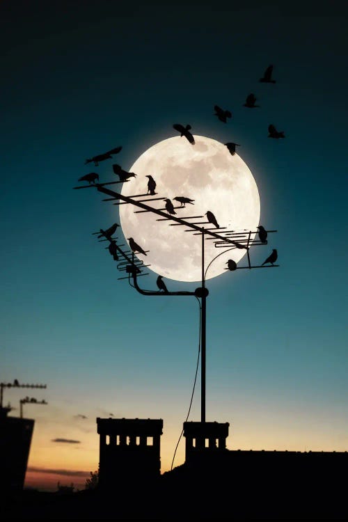 Moon And Birds