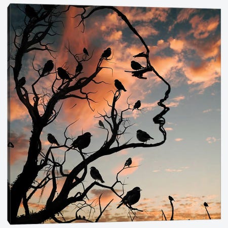 Bird's Nest Canvas Print #AEV7} by Abdullah Evindar Canvas Print