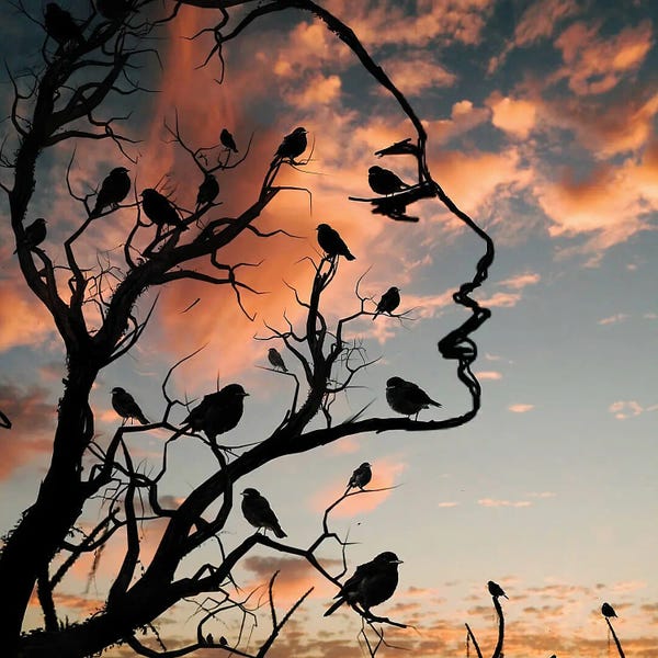 Silhouettes: Bird's Nest by Abdullah Evindar