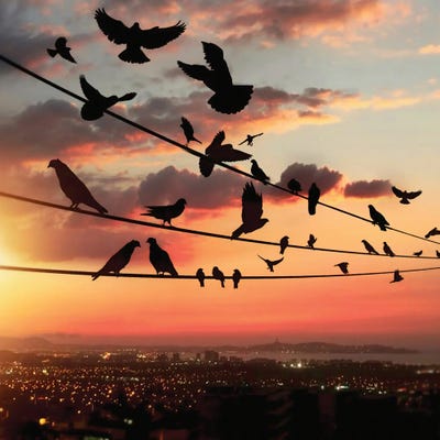 Bird's Sunset by Abdullah Evindar art print