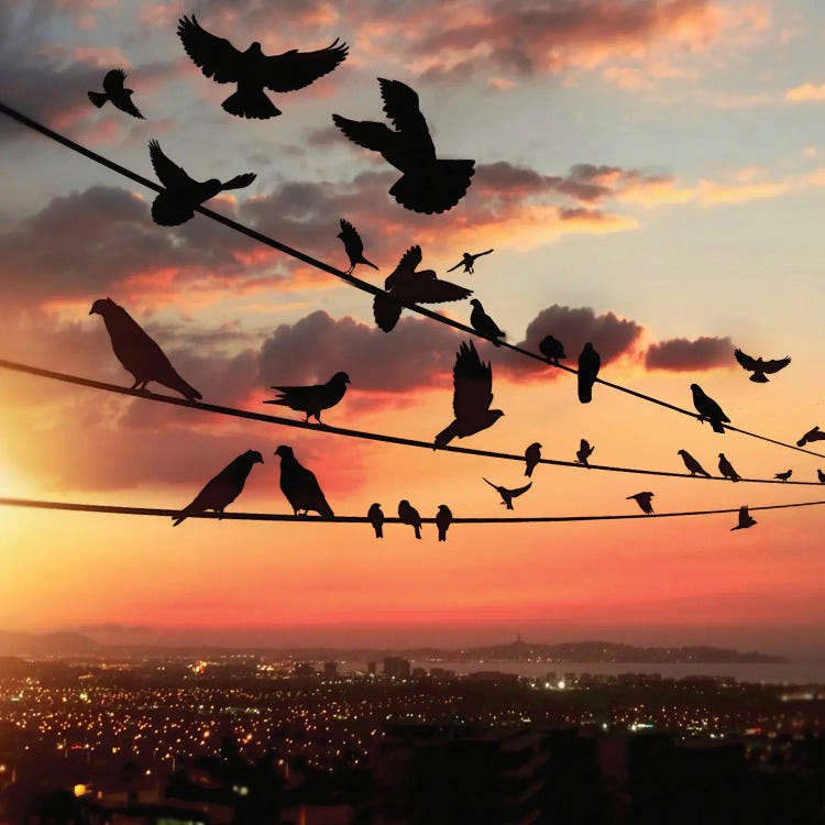 Bird's Sunset by Abdullah Evindar wall art