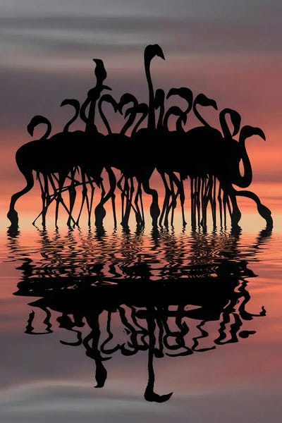 Flamingos: Flamingo by Abdullah Evindar