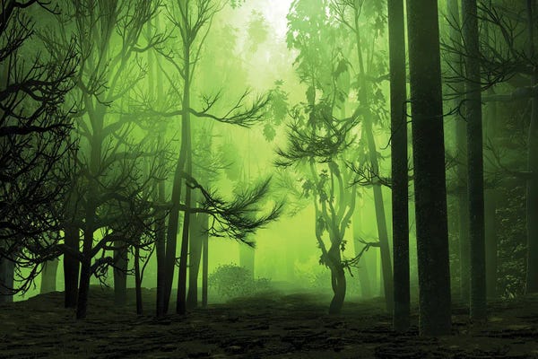 Angel Estevez: Mystical Forest by Angel Estevez