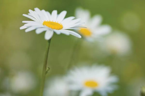 Assaf Frank: Daisies by Assaf Frank