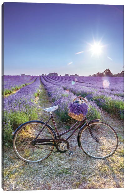 Lavender Canvas Art Print - Bicycle Art