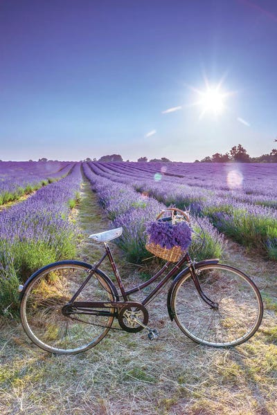 Bicycles: Lavender by Assaf Frank