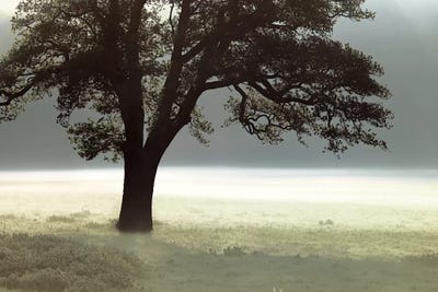 Enlighten Me by Assaf Frank framed wall art