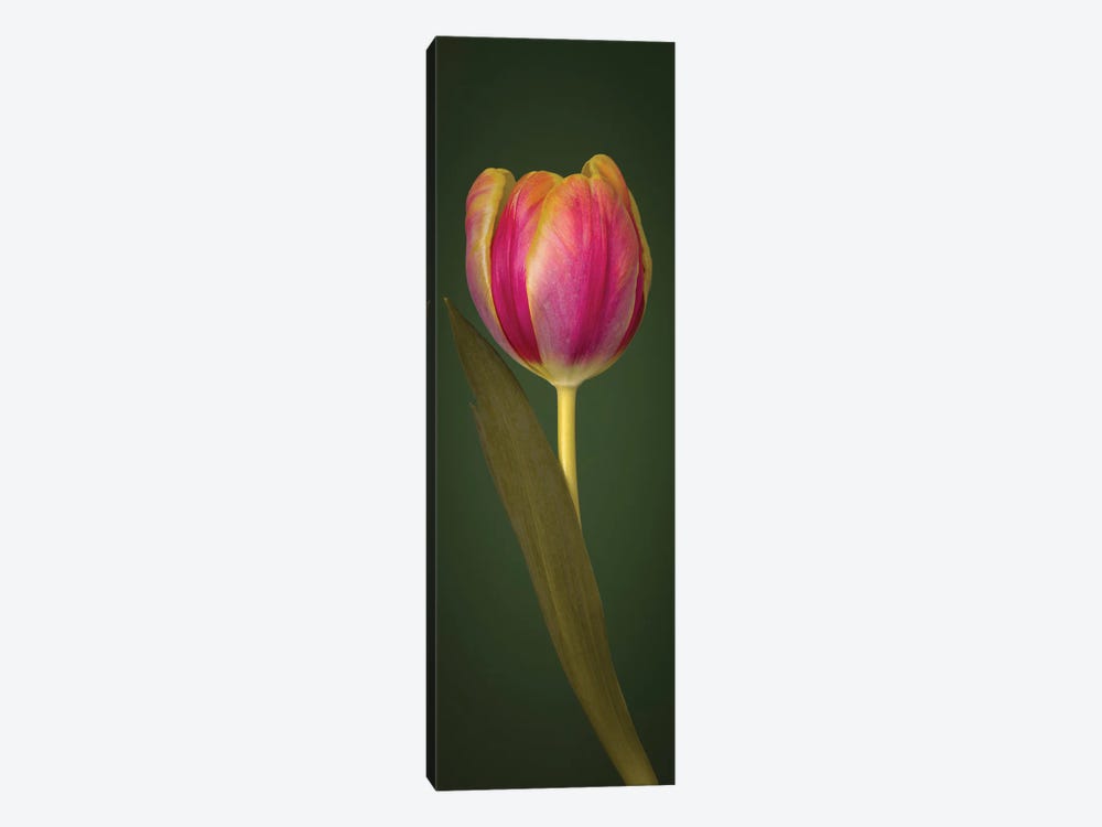 Single Tulip 1-piece Canvas Art Print