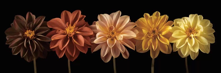 Floral Salute by Assaf Frank wall art