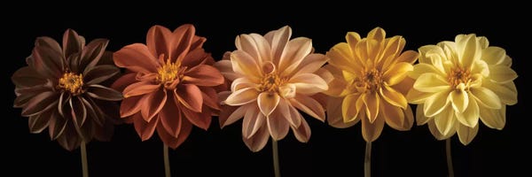 Assaf Frank: Floral Salute by Assaf Frank