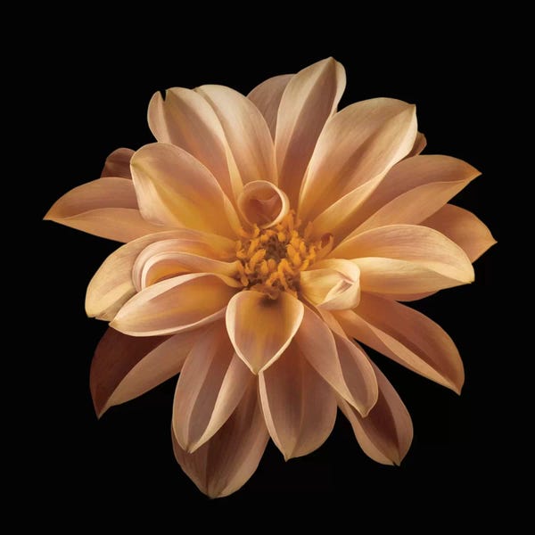 Macro Photography: Four Keeps II by Assaf Frank