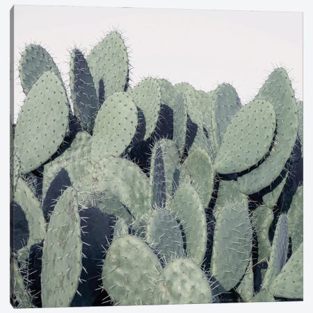 Cacti Canvas Print #AFR205} by Assaf Frank Canvas Art Print