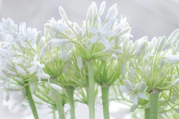 Lilies: African Lily I by Assaf Frank