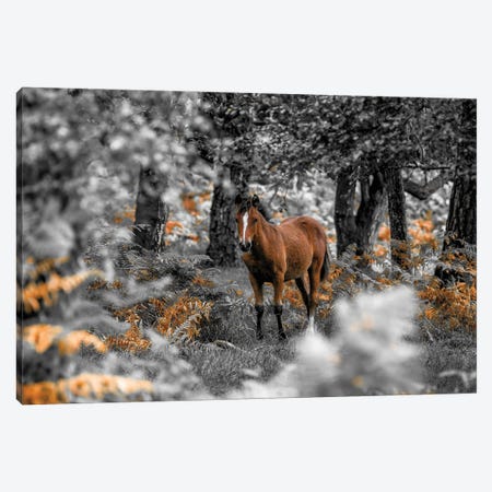 Horse Trails I Canvas Print #AFR219} by Assaf Frank Art Print