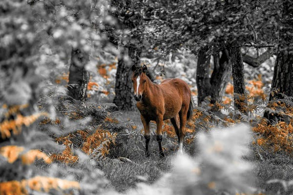 Assaf Frank: Horse Trails I by Assaf Frank