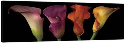 Jewel Calla Lilies Canvas Art Print - Panoramic Photography