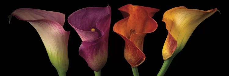 Assaf Frank: Jewel Calla Lilies by Assaf Frank