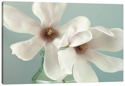 Magnolias Canvas Art Print