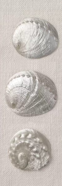 Sea Shells: Opalescent I by Assaf Frank