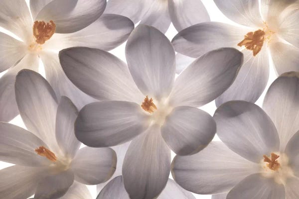 Assaf Frank: Petal Perfect by Assaf Frank
