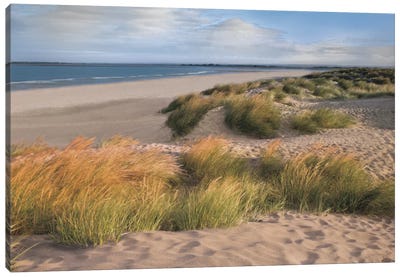 Sandy Shores Canvas Art Print - Coastal Sand Dune Art