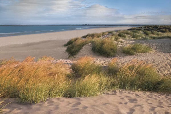 Coastal Sand Dunes: Sandy Shores by Assaf Frank