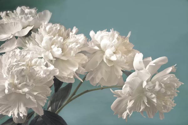 Peonies: Snow White by Assaf Frank