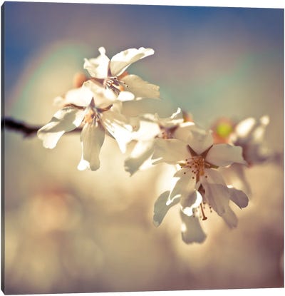 Soft Bloom I Canvas Art Print - Almond Blossoms