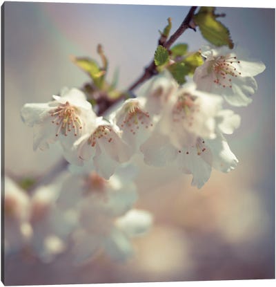 Soft Bloom II Canvas Art Print - Almond Blossoms