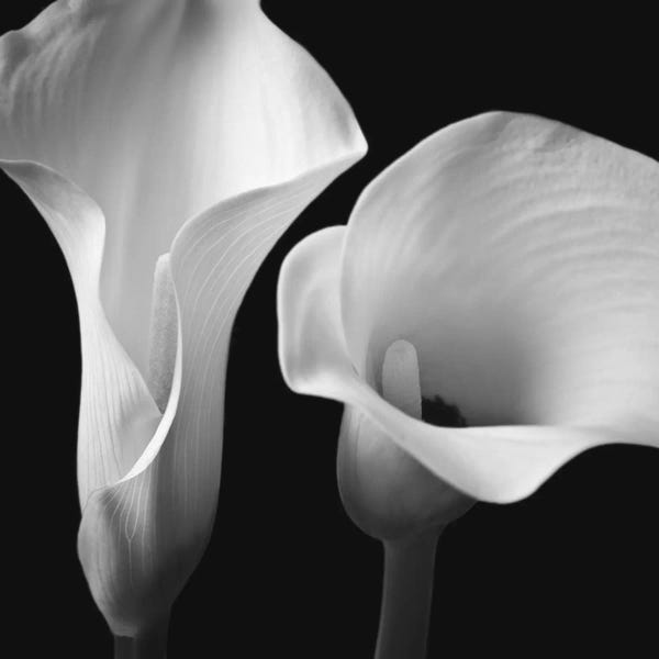 Similar To Georgia O'Keeffe: Softness II by Assaf Frank