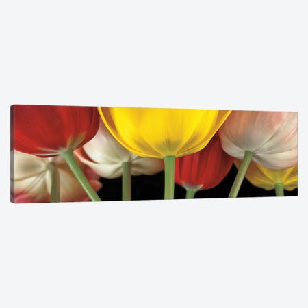 Sunshine Tulips Canvas Print #AFR60} by Assaf Frank Canvas Print